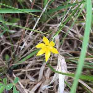 Yellow Star Grass(Hypoxis hirsuta)