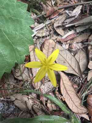 Fringed yellow star-grass(Hypoxis juncea)