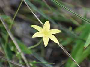 Fringed yellow star-grass(Hypoxis juncea)
