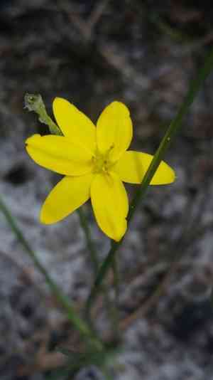 Fringed yellow star-grass(Hypoxis juncea)