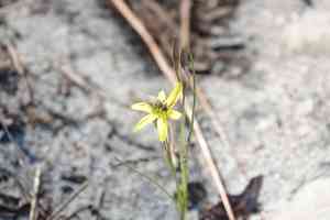 Fringed yellow star-grass(Hypoxis juncea)