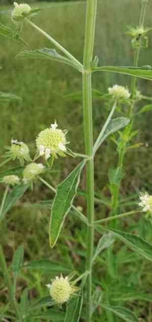 Clustered bushmint(Hyptis alata)