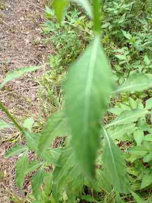 Clustered bushmint(Hyptis alata)