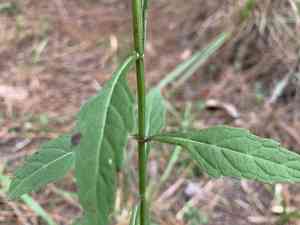 Clustered bushmint(Hyptis alata)