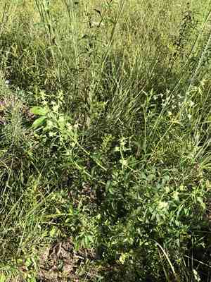 Clustered bushmint(Hyptis alata)
