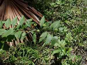 False ironwort(Hyptis capitata)