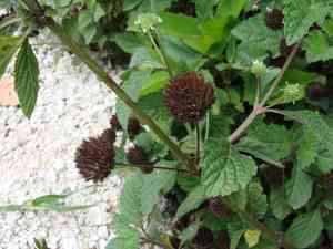 False ironwort(Hyptis capitata)