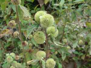 False ironwort(Hyptis capitata)