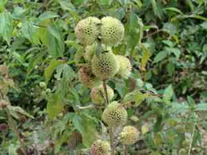 False ironwort(Hyptis capitata)