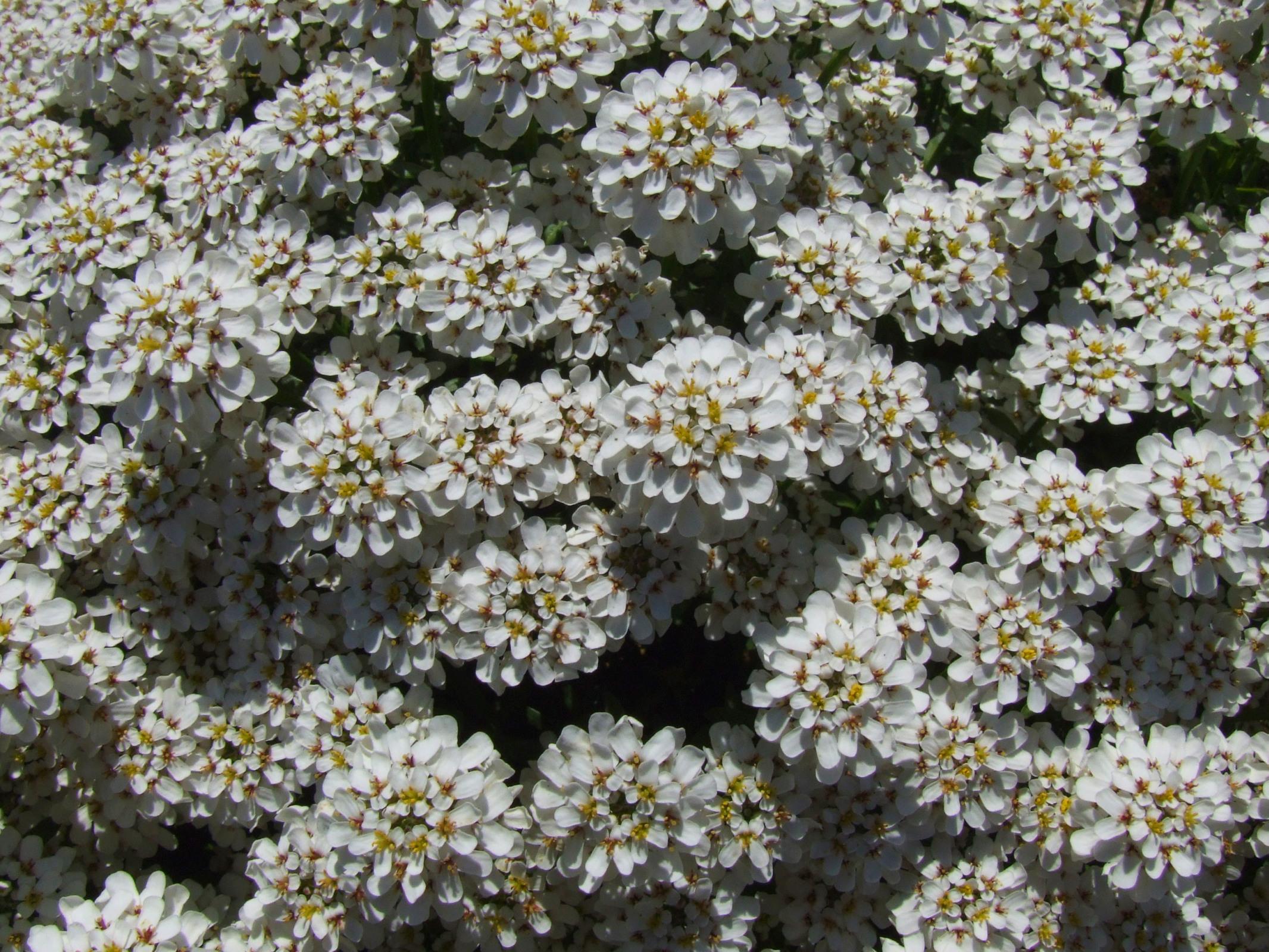 Evergreen candytuft