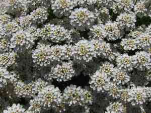 Evergreen candytuft(Iberis sempervirens)
