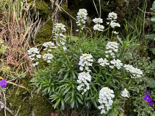 Evergreen candytuft(Iberis sempervirens)