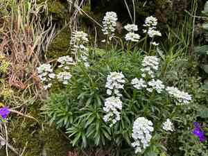 Evergreen candytuft(Iberis sempervirens)