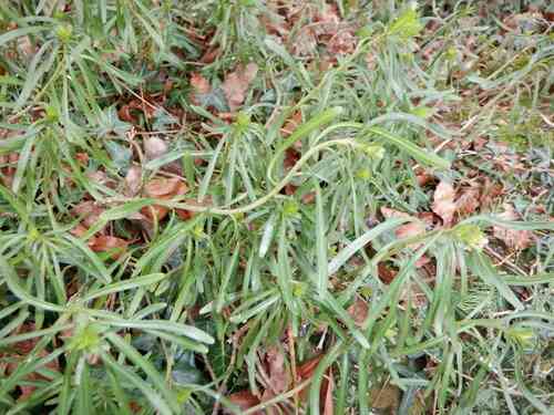 Evergreen candytuft(Iberis sempervirens)