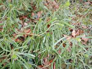 Evergreen candytuft(Iberis sempervirens)