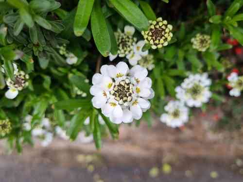 Evergreen candytuft(Iberis sempervirens)