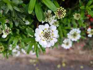 Evergreen candytuft(Iberis sempervirens)