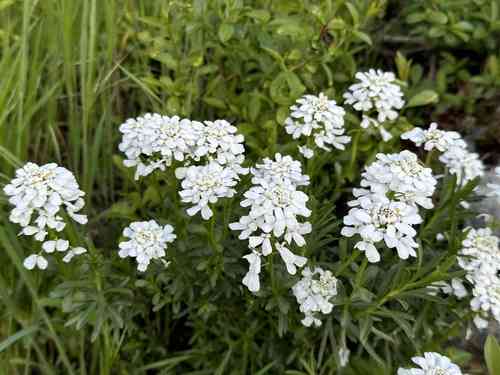 Evergreen candytuft(Iberis sempervirens)