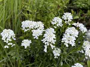 Evergreen candytuft(Iberis sempervirens)