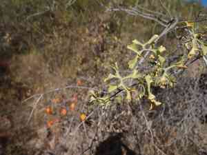 Ibervillea sonorae(Ibervillea sonorae)