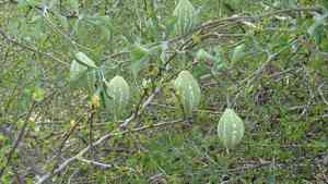 Ibervillea sonorae(Ibervillea sonorae)
