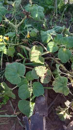 Yellow unicorn-plant(Ibicella lutea)