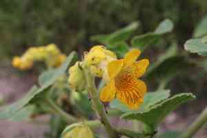 Yellow unicorn-plant(Ibicella lutea)
