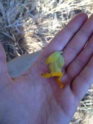 Yellow unicorn-plant(Ibicella lutea)