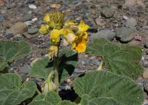 Yellow unicorn-plant(Ibicella lutea)