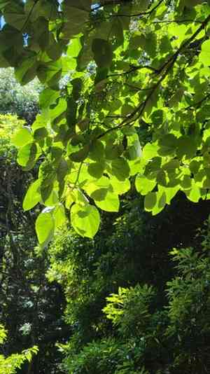 Iigiri tree(Idesia polycarpa)