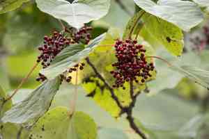 Iigiri tree(Idesia polycarpa)