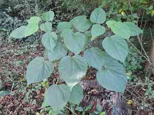 Iigiri tree(Idesia polycarpa)