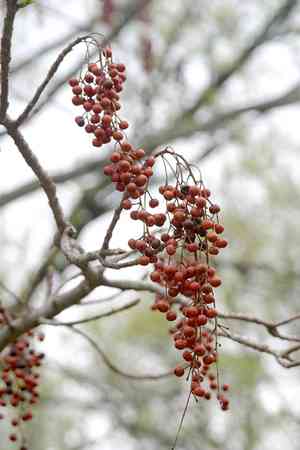 Iigiri tree(Idesia polycarpa)