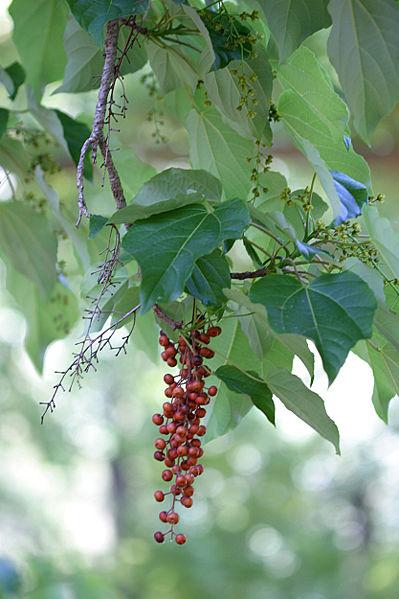 Iigiri tree (Idesia polycarpa) Care Guide: Pests, Diseases, Watering ...