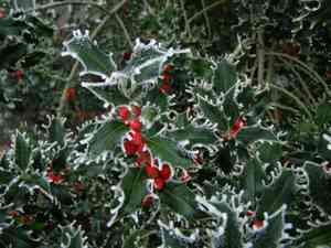 Common holly(Ilex aquifolium)