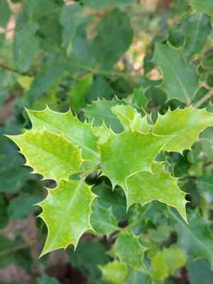 Common holly(Ilex aquifolium)