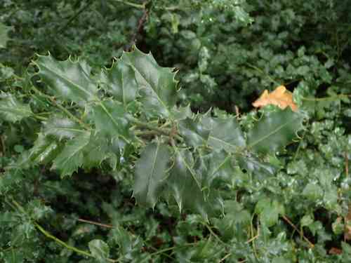 Common holly(Ilex aquifolium)