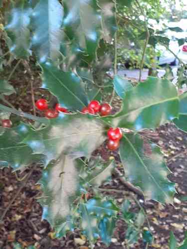 Common holly(Ilex aquifolium)