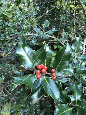 Common holly(Ilex aquifolium)
