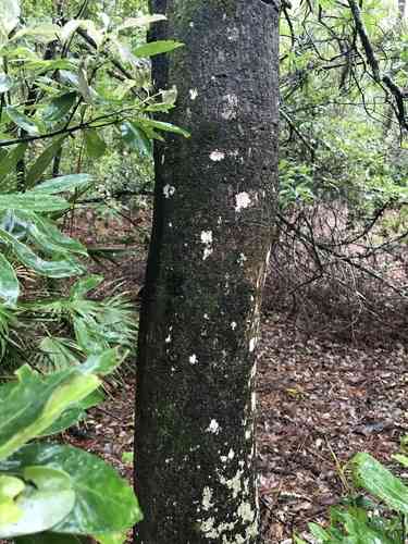 Dahoon(Ilex cassine)