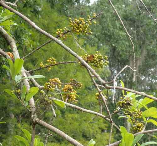 Dahoon(Ilex cassine)