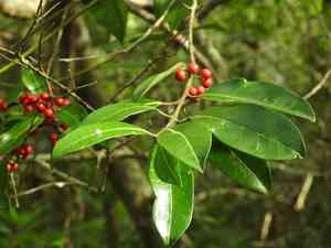 Dahoon(Ilex cassine)