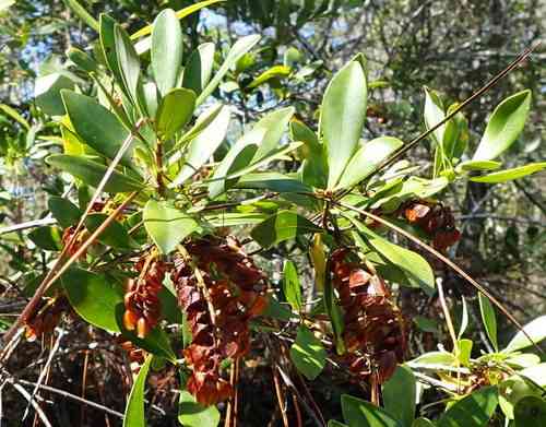 Dahoon(Ilex cassine)