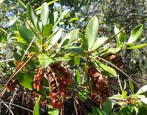 Dahoon(Ilex cassine)