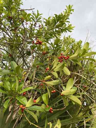 Dahoon(Ilex cassine)