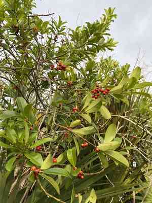 Dahoon(Ilex cassine)