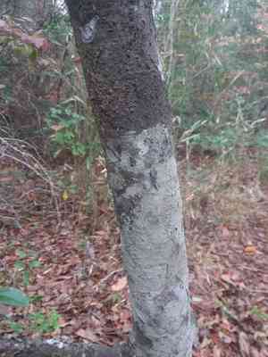 Large gallberry(Ilex coriacea)