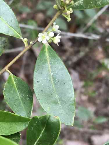 Large gallberry(Ilex coriacea)
