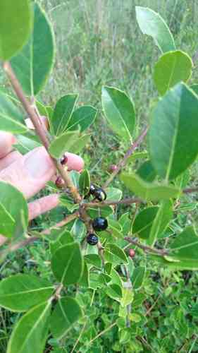 Large gallberry(Ilex coriacea)