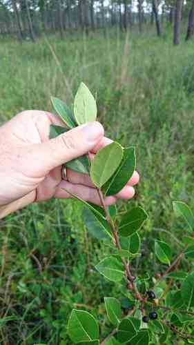 Large gallberry(Ilex coriacea)